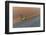 Aerial view of combine-harvester in field, Marion Co,. Illinois, USA-Panoramic Images-Framed Photographic Print