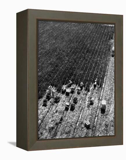 Aerial View of Farm Workers Harvesting Onion Crop-Margaret Bourke-White-Framed Premier Image Canvas