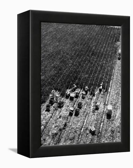 Aerial View of Farm Workers Harvesting Onion Crop-Margaret Bourke-White-Framed Premier Image Canvas