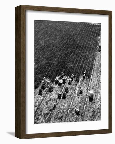 Aerial View of Farm Workers Harvesting Onion Crop-Margaret Bourke-White-Framed Premium Photographic Print