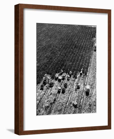 Aerial View of Farm Workers Harvesting Onion Crop-Margaret Bourke-White-Framed Premium Photographic Print