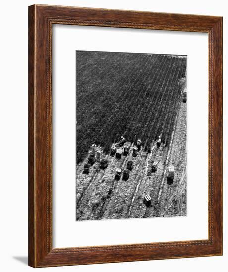 Aerial View of Farm Workers Harvesting Onion Crop-Margaret Bourke-White-Framed Premium Photographic Print