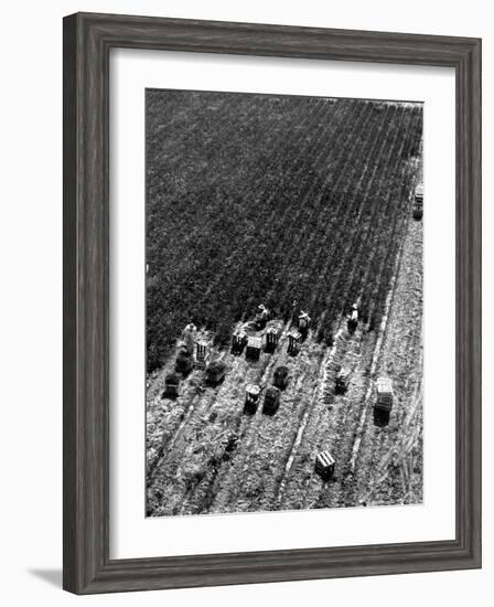 Aerial View of Farm Workers Harvesting Onion Crop-Margaret Bourke-White-Framed Photographic Print