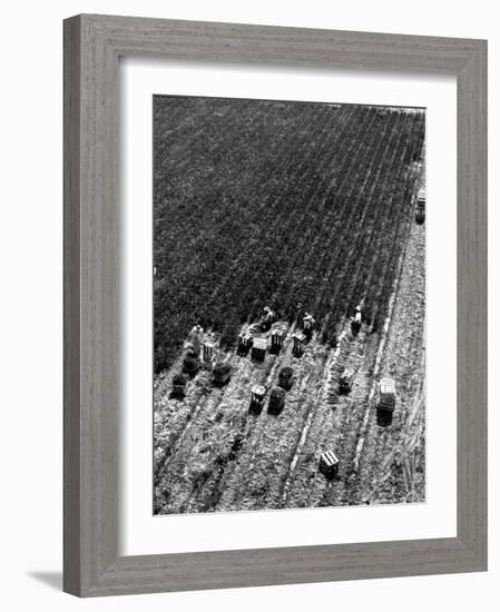 Aerial View of Farm Workers Harvesting Onion Crop-Margaret Bourke-White-Framed Photographic Print