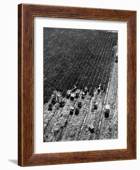 Aerial View of Farm Workers Harvesting Onion Crop-Margaret Bourke-White-Framed Photographic Print