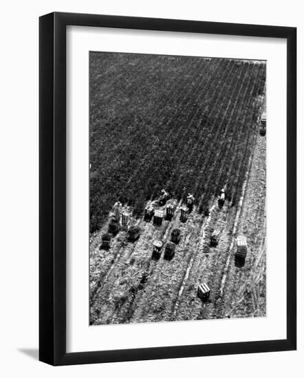 Aerial View of Farm Workers Harvesting Onion Crop-Margaret Bourke-White-Framed Photographic Print