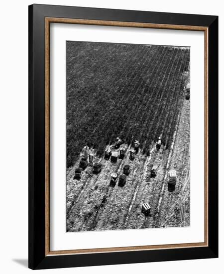 Aerial View of Farm Workers Harvesting Onion Crop-Margaret Bourke-White-Framed Photographic Print