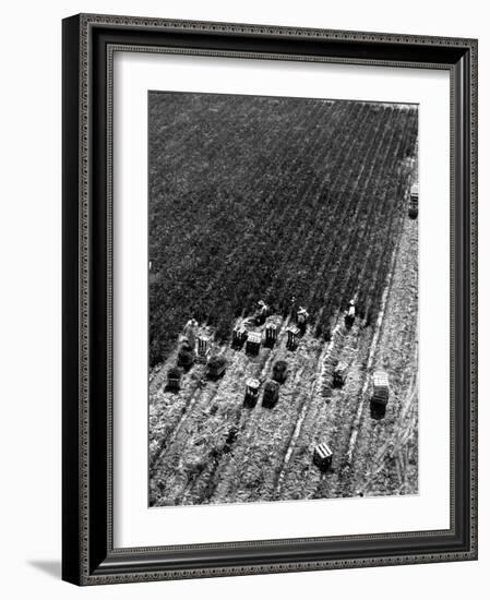 Aerial View of Farm Workers Harvesting Onion Crop-Margaret Bourke-White-Framed Photographic Print