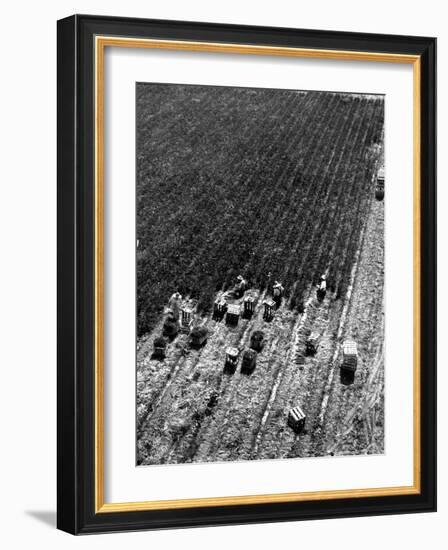 Aerial View of Farm Workers Harvesting Onion Crop-Margaret Bourke-White-Framed Photographic Print