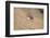 Aerial View of Farmer on Dirt Road in Bagan, Myanmar-Harry Marx-Framed Photographic Print