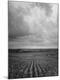Premium Photographic Print