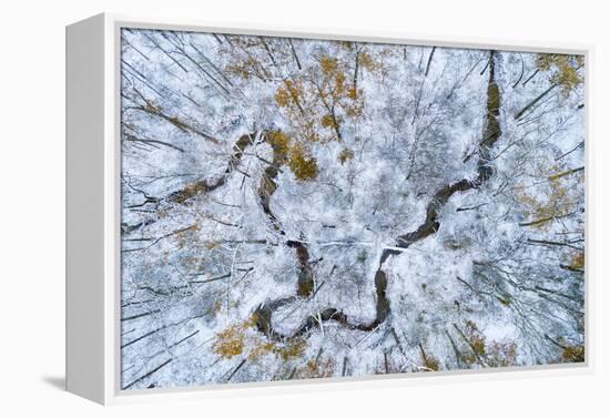 Aerial view of forest in winter, Marion Co., Illinois, USA-Panoramic Images-Framed Premier Image Canvas