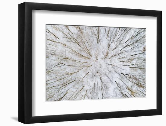 Aerial view of forest in winter, Marion Co., Illinois, USA-Panoramic Images-Framed Photographic Print