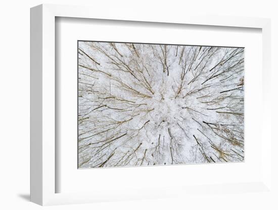 Aerial view of forest in winter, Marion Co., Illinois, USA-Panoramic Images-Framed Photographic Print