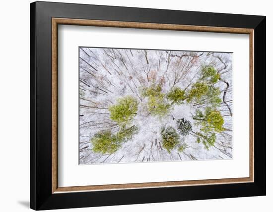 Aerial view of forest in winter, Marion Co., Illinois, USA-Panoramic Images-Framed Photographic Print