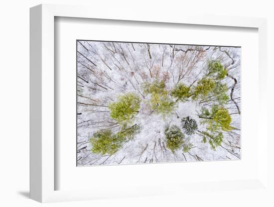 Aerial view of forest in winter, Marion Co., Illinois, USA-Panoramic Images-Framed Photographic Print