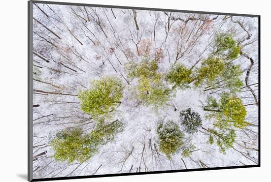 Aerial view of forest in winter, Marion Co., Illinois, USA-Panoramic Images-Mounted Photographic Print