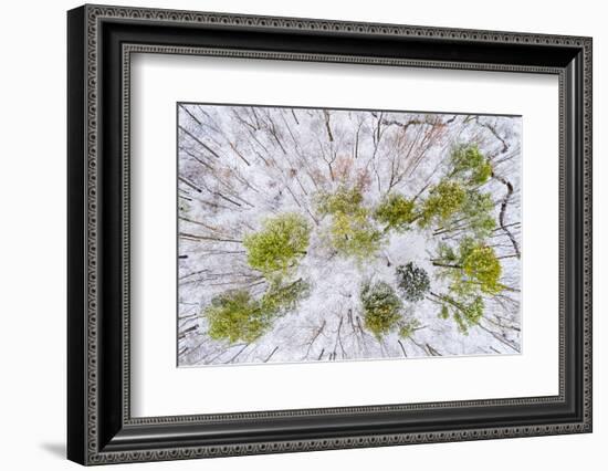 Aerial view of forest in winter, Marion Co., Illinois, USA-Panoramic Images-Framed Photographic Print