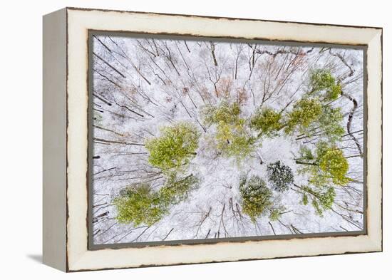 Aerial view of forest in winter, Marion Co., Illinois, USA-Panoramic Images-Framed Premier Image Canvas