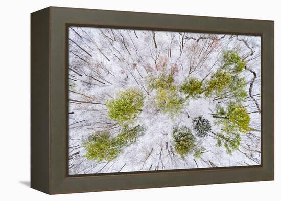 Aerial view of forest in winter, Marion Co., Illinois, USA-Panoramic Images-Framed Premier Image Canvas