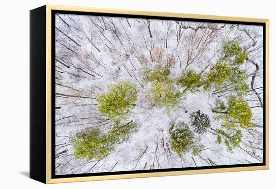 Aerial view of forest in winter, Marion Co., Illinois, USA-Panoramic Images-Framed Premier Image Canvas