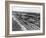 Aerial View of Fort Lauderdale Beach, 1950-null-Framed Photographic Print