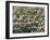 Aerial View of Georgetown, Guyana-Keren Su-Framed Photographic Print