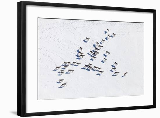 Aerial View of Herd of Reindeer, Which Ran on Snow in Tundra.-Vladimir Melnikov-Framed Photographic Print