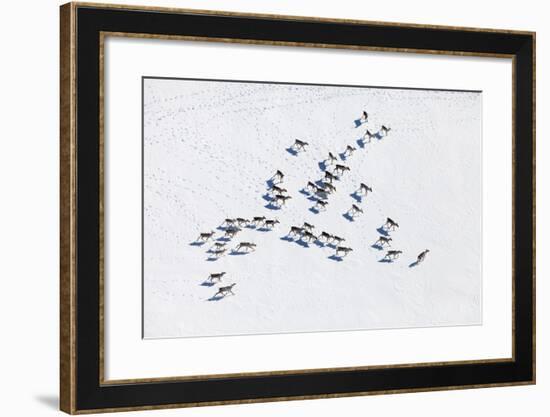 Aerial View of Herd of Reindeer, Which Ran on Snow in Tundra.-Vladimir Melnikov-Framed Photographic Print