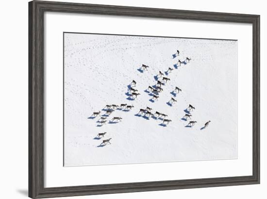 Aerial View of Herd of Reindeer, Which Ran on Snow in Tundra.-Vladimir Melnikov-Framed Photographic Print