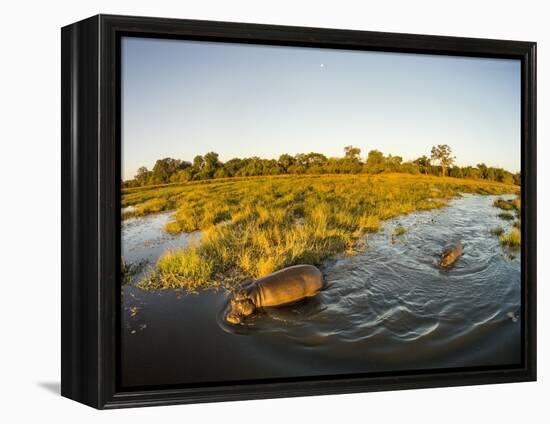 Aerial View of Hippopotamus at Sunset, Moremi Game Reserve, Botswana-Paul Souders-Framed Premier Image Canvas