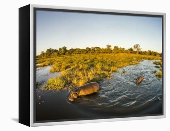 Aerial View of Hippopotamus at Sunset, Moremi Game Reserve, Botswana-Paul Souders-Framed Premier Image Canvas