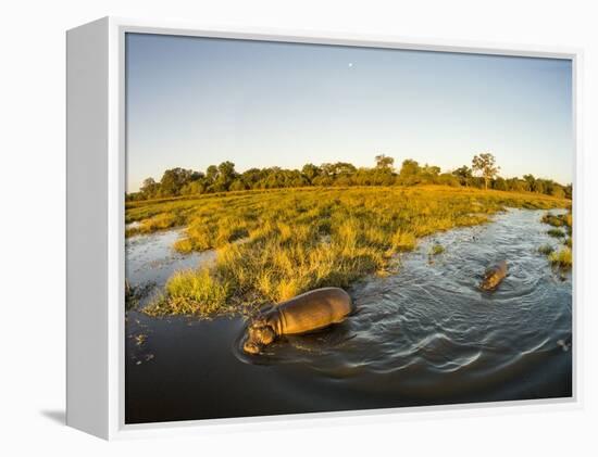 Aerial View of Hippopotamus at Sunset, Moremi Game Reserve, Botswana-Paul Souders-Framed Premier Image Canvas