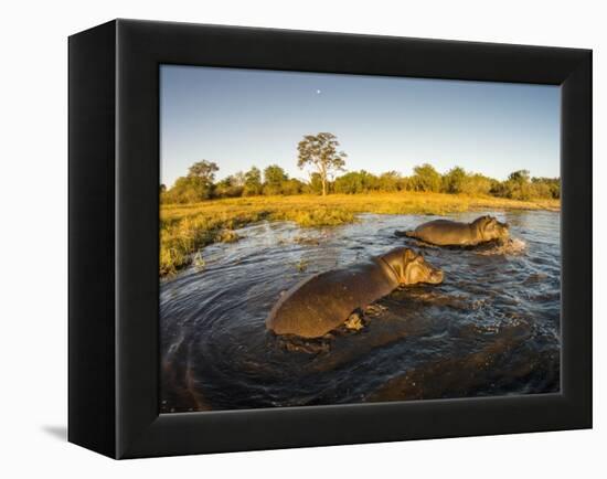 Aerial View of Hippopotamus at Sunset, Moremi Game Reserve, Botswana-Paul Souders-Framed Premier Image Canvas