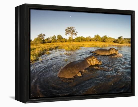 Aerial View of Hippopotamus at Sunset, Moremi Game Reserve, Botswana-Paul Souders-Framed Premier Image Canvas