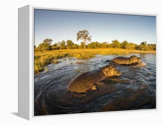 Aerial View of Hippopotamus at Sunset, Moremi Game Reserve, Botswana-Paul Souders-Framed Premier Image Canvas