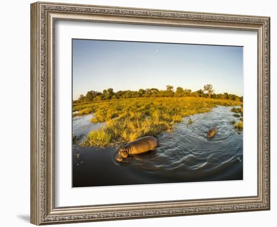 Aerial View of Hippopotamus at Sunset, Moremi Game Reserve, Botswana-Paul Souders-Framed Photographic Print