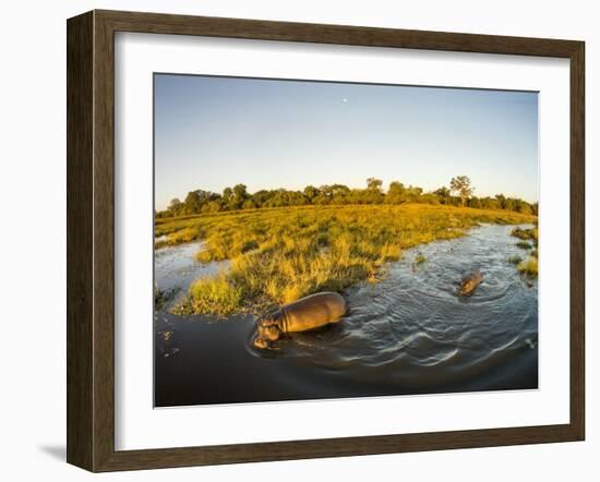 Aerial View of Hippopotamus at Sunset, Moremi Game Reserve, Botswana-Paul Souders-Framed Photographic Print