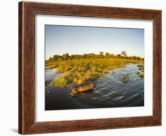 Aerial View of Hippopotamus at Sunset, Moremi Game Reserve, Botswana-Paul Souders-Framed Photographic Print