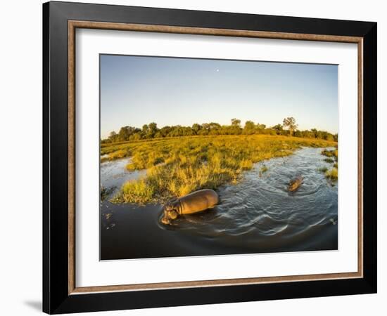 Aerial View of Hippopotamus at Sunset, Moremi Game Reserve, Botswana-Paul Souders-Framed Photographic Print