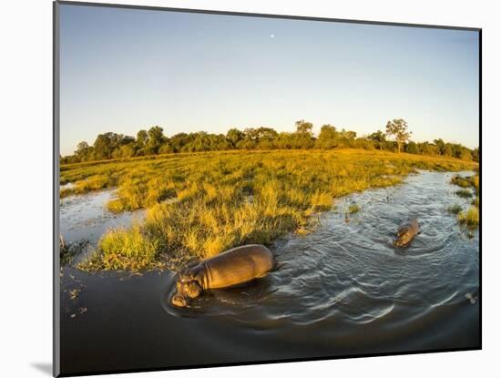 Aerial View of Hippopotamus at Sunset, Moremi Game Reserve, Botswana-Paul Souders-Mounted Photographic Print