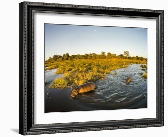 Aerial View of Hippopotamus at Sunset, Moremi Game Reserve, Botswana-Paul Souders-Framed Photographic Print