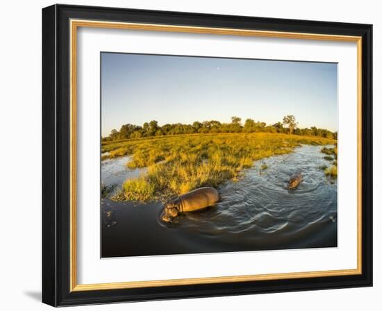 Aerial View of Hippopotamus at Sunset, Moremi Game Reserve, Botswana-Paul Souders-Framed Photographic Print