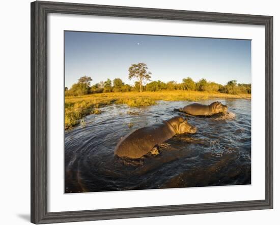 Aerial View of Hippopotamus at Sunset, Moremi Game Reserve, Botswana-Paul Souders-Framed Photographic Print