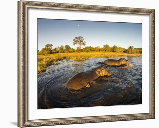 Aerial View of Hippopotamus at Sunset, Moremi Game Reserve, Botswana-Paul Souders-Framed Photographic Print