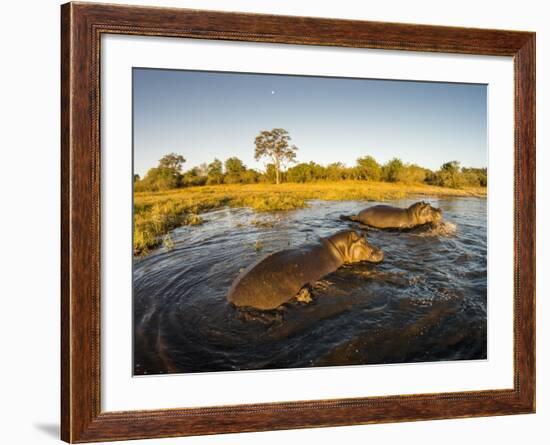 Aerial View of Hippopotamus at Sunset, Moremi Game Reserve, Botswana-Paul Souders-Framed Photographic Print