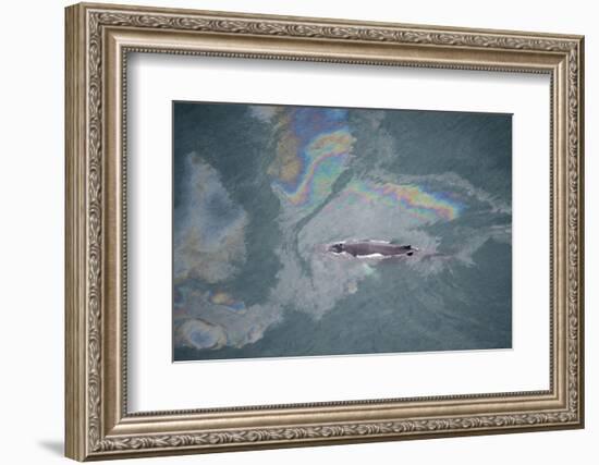 Aerial View of Humpback Whale (Megaptera Novaeangliae) Swimming Through Oil Slick-Carwardine-Framed Photographic Print