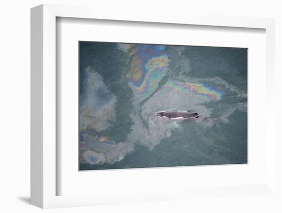 Aerial View of Humpback Whale (Megaptera Novaeangliae) Swimming Through Oil Slick-Carwardine-Framed Photographic Print