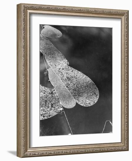 Aerial View of Large "Booms" of Lumber Floating Down River Toward Paper Mill-Margaret Bourke-White-Framed Photographic Print