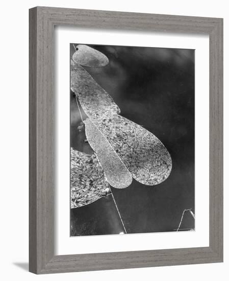 Aerial View of Large "Booms" of Lumber Floating Down River Toward Paper Mill-Margaret Bourke-White-Framed Photographic Print